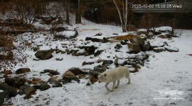 Wolves at the International Wolf Center near Ely Minnesota